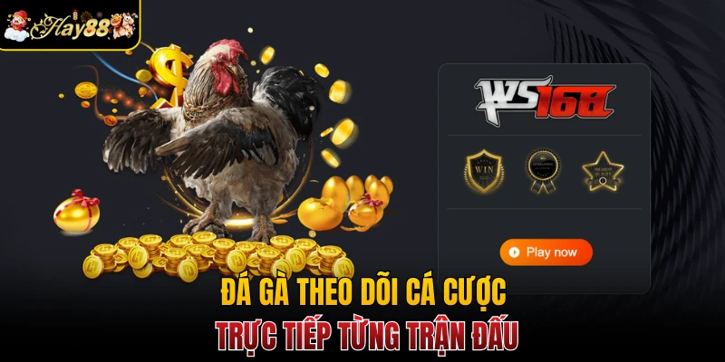 Đá gà theo dõi cá cược trực tiếp từng trận đấu