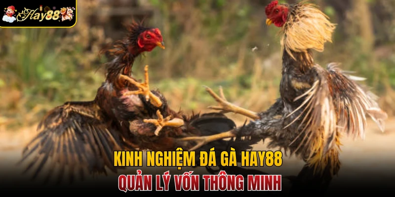 Kinh nghiệm đá gà Hay88 quản lý vốn thông minh