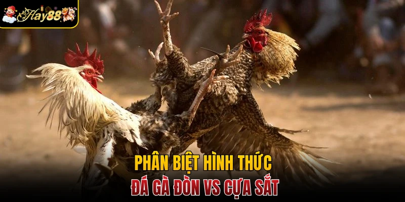 Phân biệt hình thức đá gà đòn vs cựa sắt