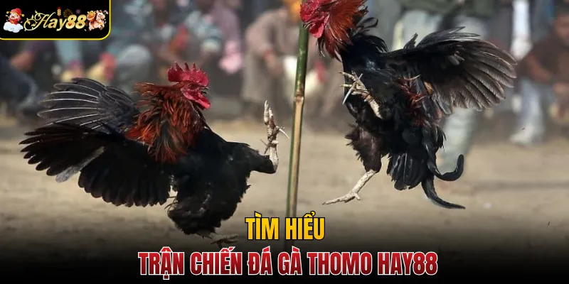 Tìm hiểu trận chiến đá gà Thomo Hay88