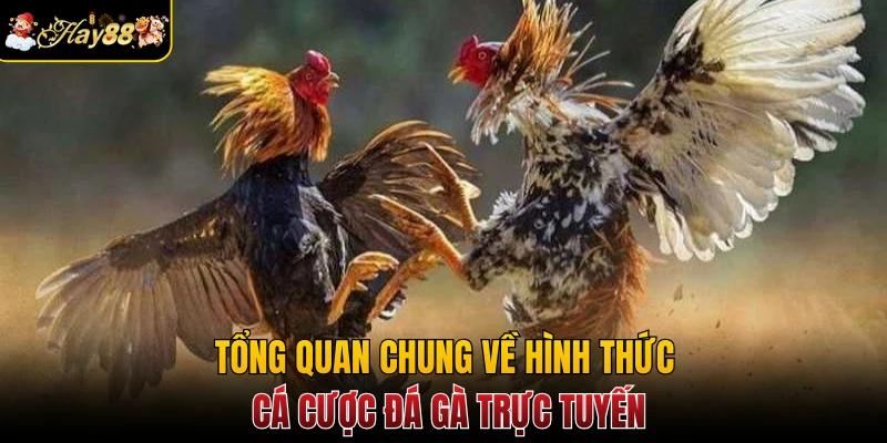 Tổng quan chung về hình thức cá cược đá gà trực tuyến